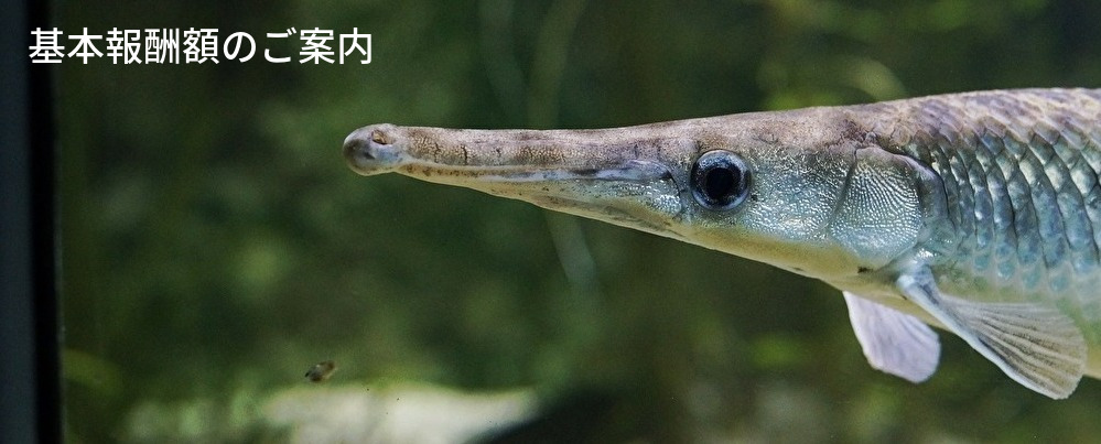 報酬額,コンサルタント