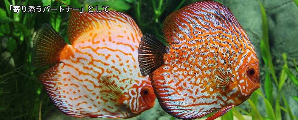 コンサル,パートナー