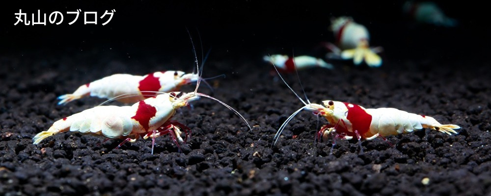 報酬額,コンサルタント,ブログ