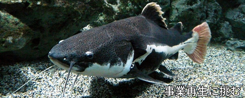 事業再生,横浜,川崎