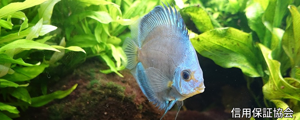 資金,調達,直接,金融、担保,信用保証協会