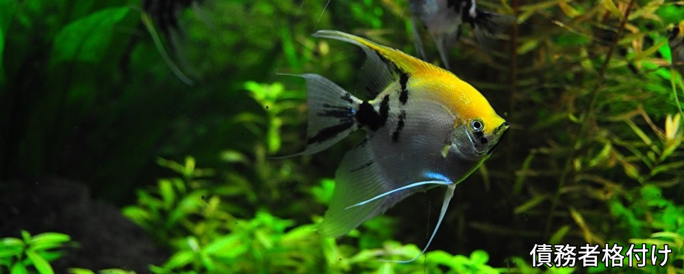 資金,調達,直接,債務者格付け、担保,信用保証協会