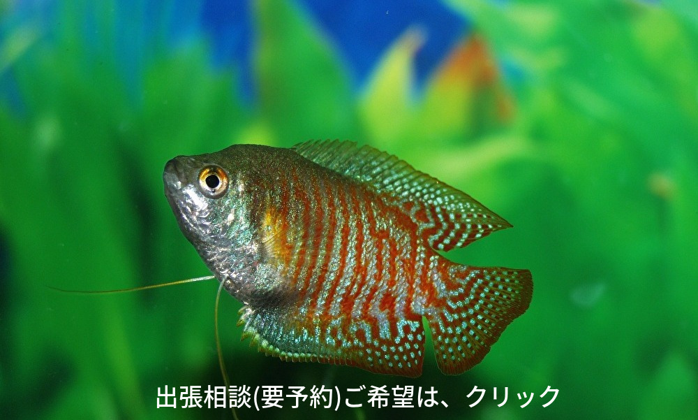 無料,出張,相談