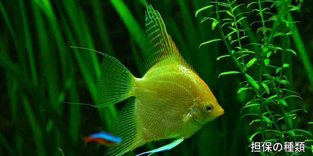 資金,調達,直接,金融、担保