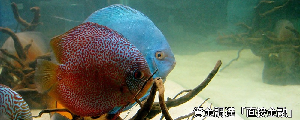 資金,調達,直接,金融
