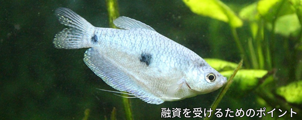 資金,調達,キャッシュフロー,変動費,損益計算,貸借対照表倒産,資金繰り,リスケ