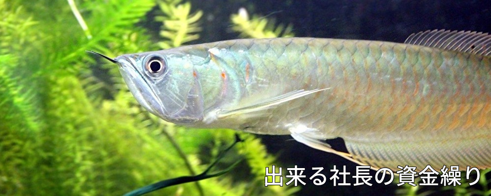 資金,調達,融資,財務諸表,貸借対照表,決算書